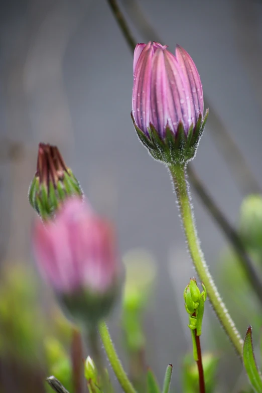 a close up of two flowers with buds