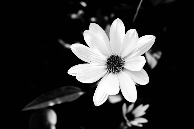 the large flower is white in color