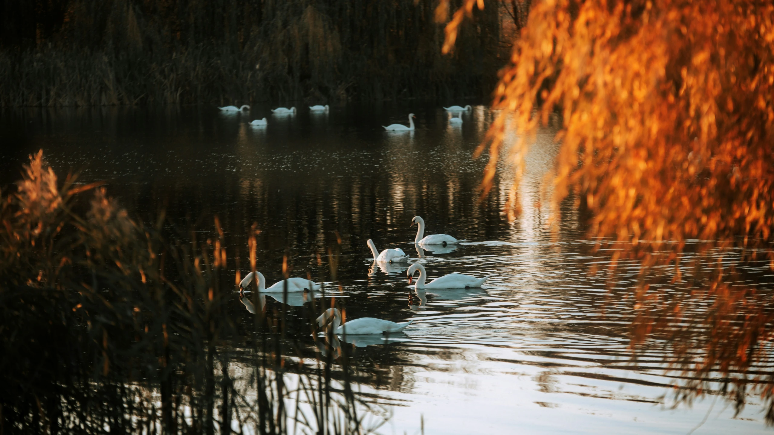 a group of swans swimming in a pond surrounded by trees
