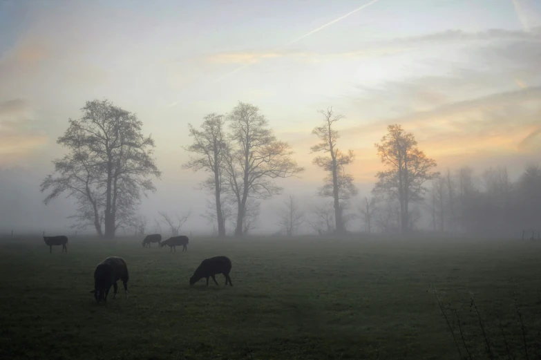 some cattle are grazing in a foggy field