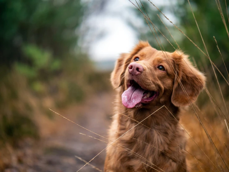 dog with his tongue out looking up at soing