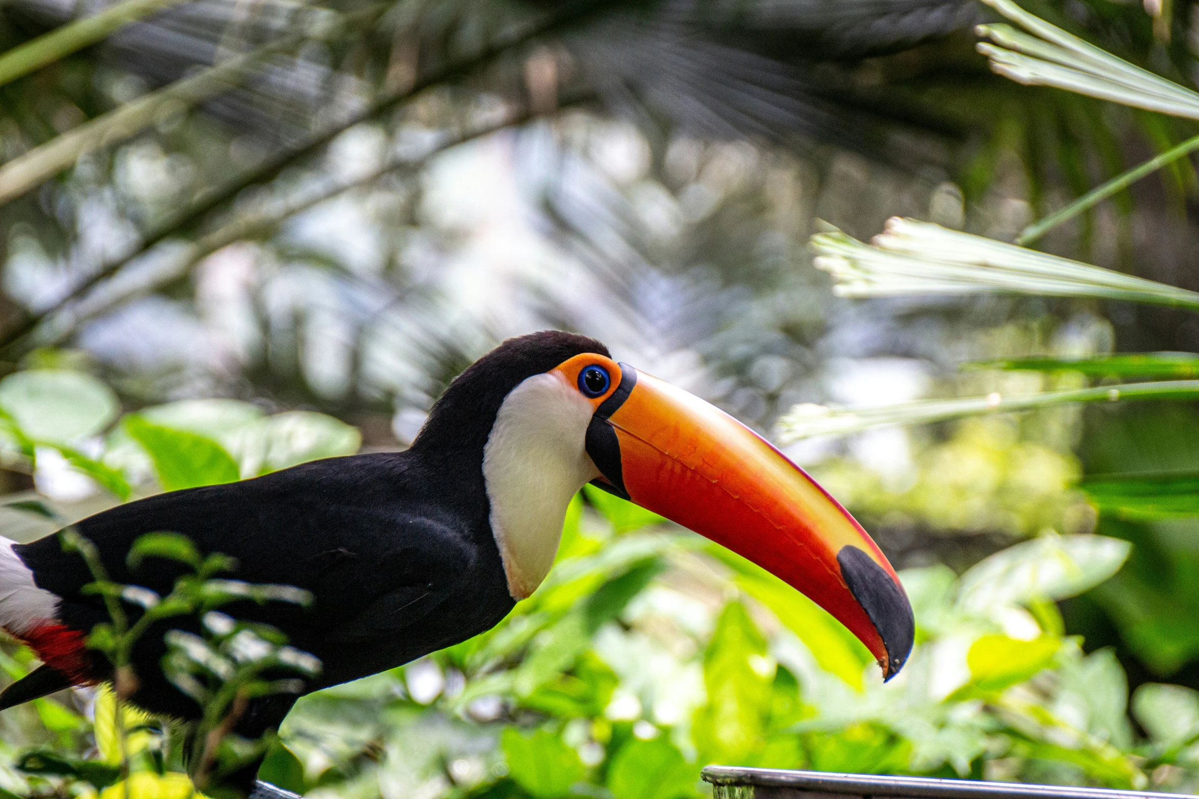 a large black toucan in a forest