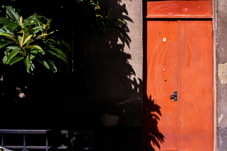 wooden door with metal fence and plant on outside