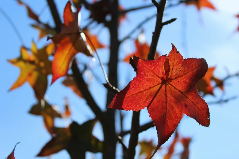 an orange leaf on the tree in autumn