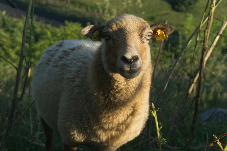 a sheep standing in grass staring at the camera