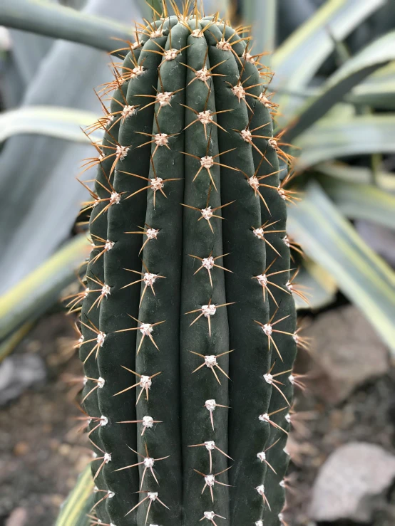 a cactus is growing on the side of a small green cactus