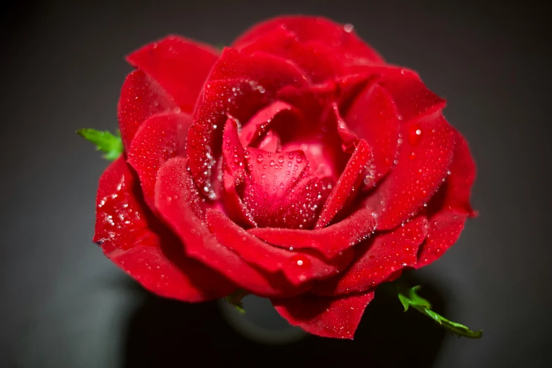 a single red rose that has water drops on it