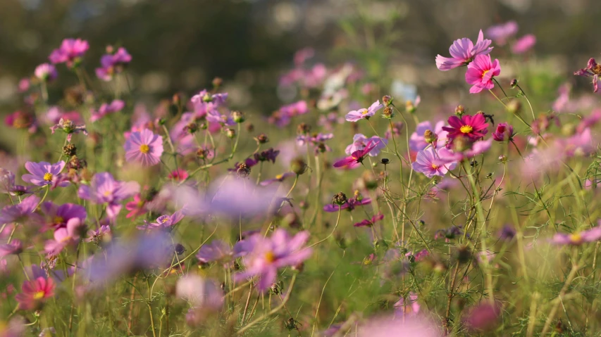 flowers in a field, blooming purple and yellow