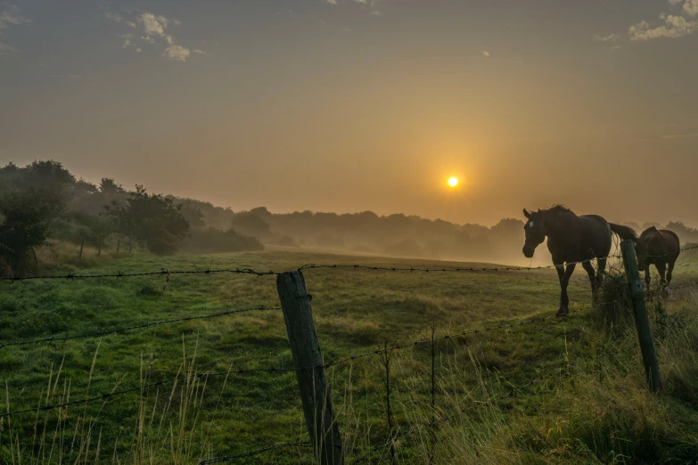 three horses are walking together through a grass field