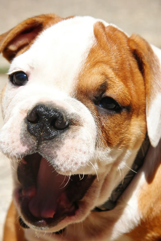 a dog that has his mouth open next to the ground