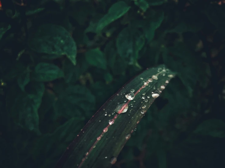 a leaf with drops on it and leaves around it