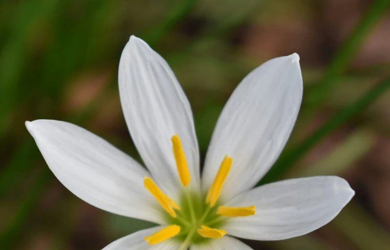 there is a small white flower with yellow stamens