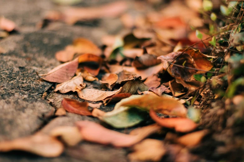 autumn leaves laying on the ground in a forest