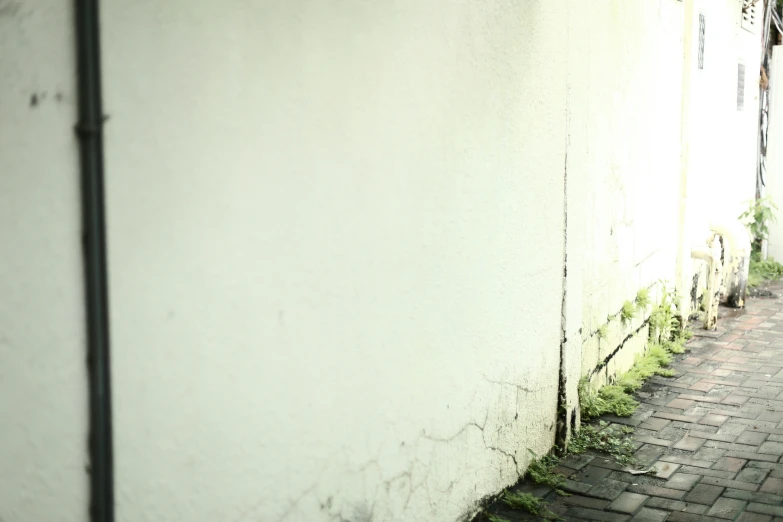 a narrow alleyway with stone pavement on one side and vines growing up the other