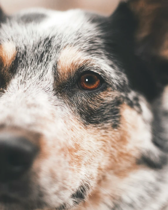 closeup of an orange eyed dog with black spots on his face
