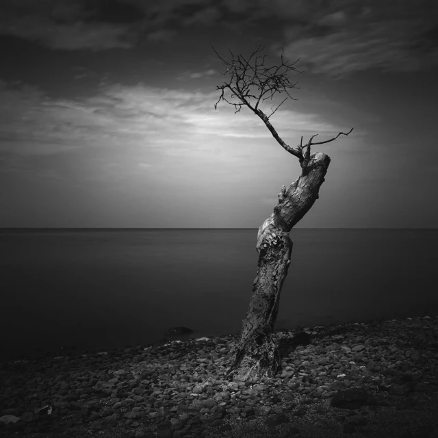 a black and white po of an abandoned tree on the beach