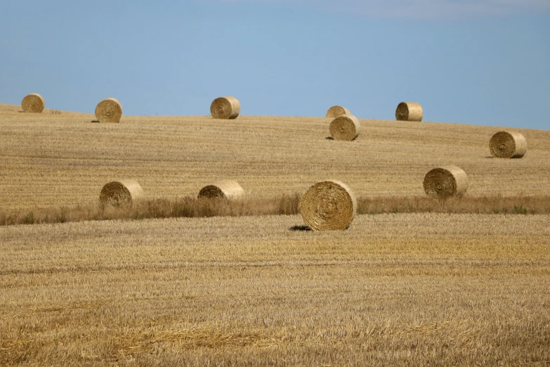 many round hay bales in the field on a sunny day