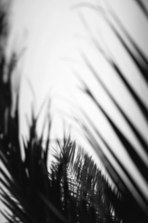 palm leaves as seen through a window on a sunny day