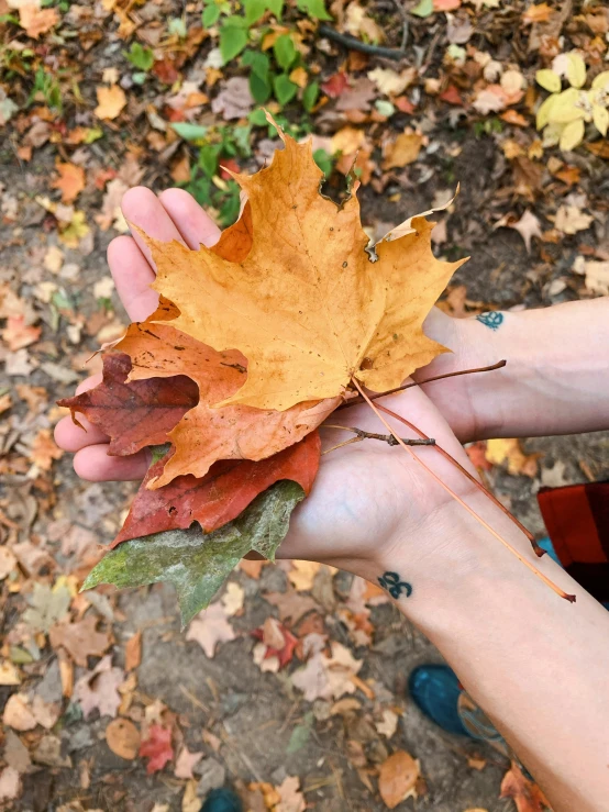 a maple leaf is being held up by a woman's hand