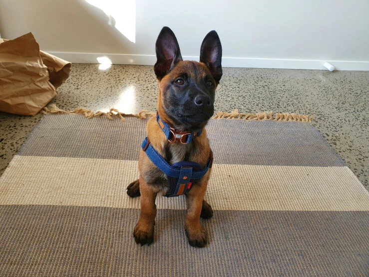 a small brown dog with a harness on