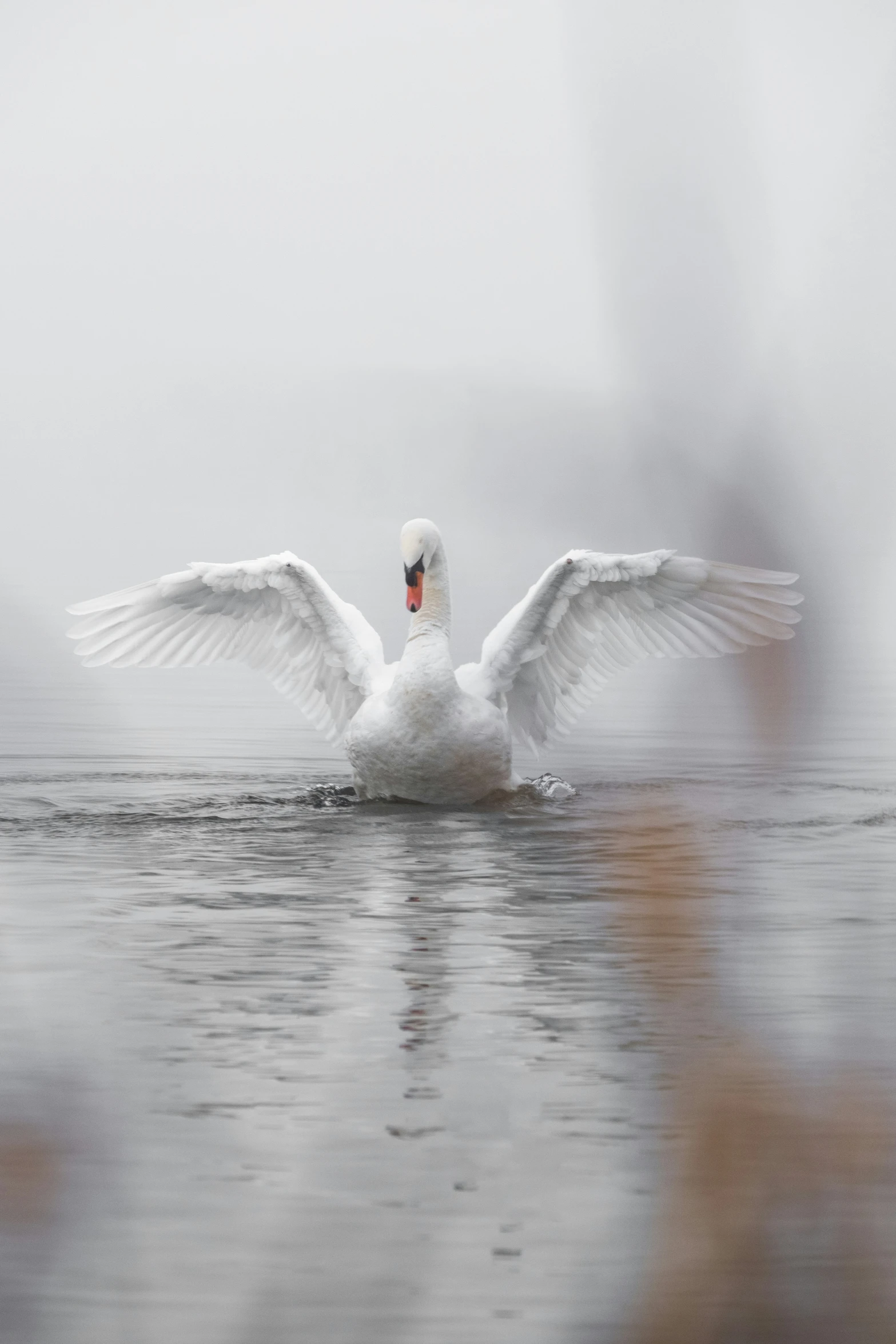 an egret is on its back in the water and it's spread its wings