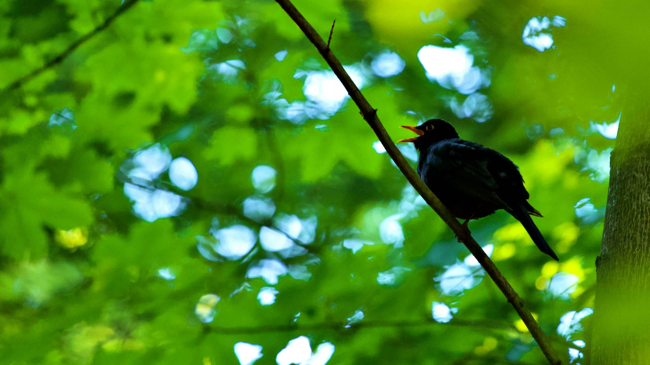 a small bird perched on top of a tree nch