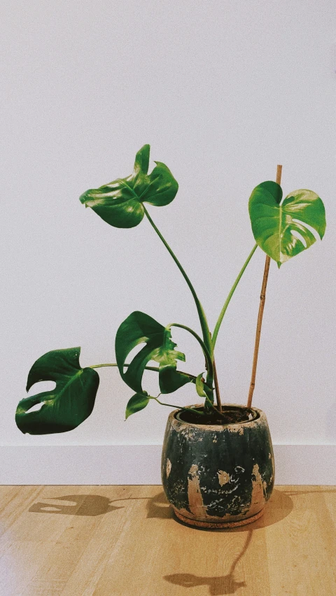 an empty pot holds a plant with green leaves