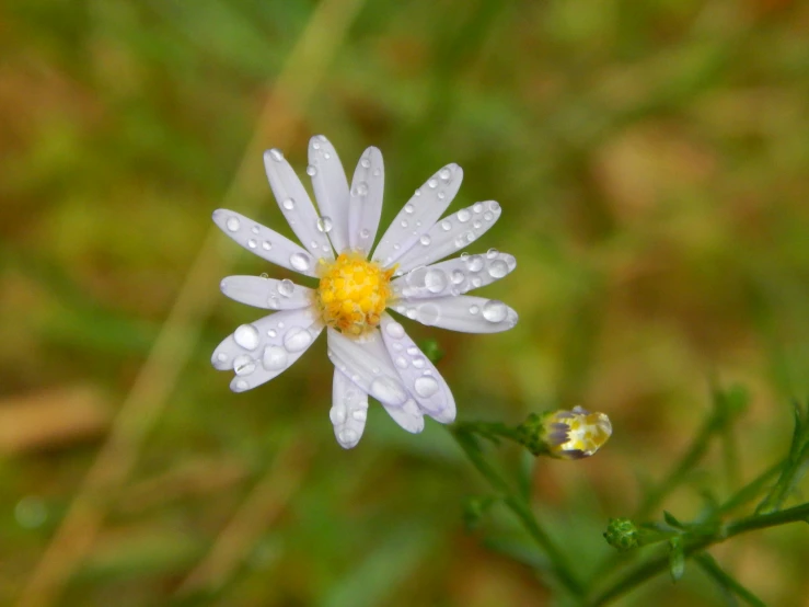 the white flowers with dew droplets are blooming in a green field