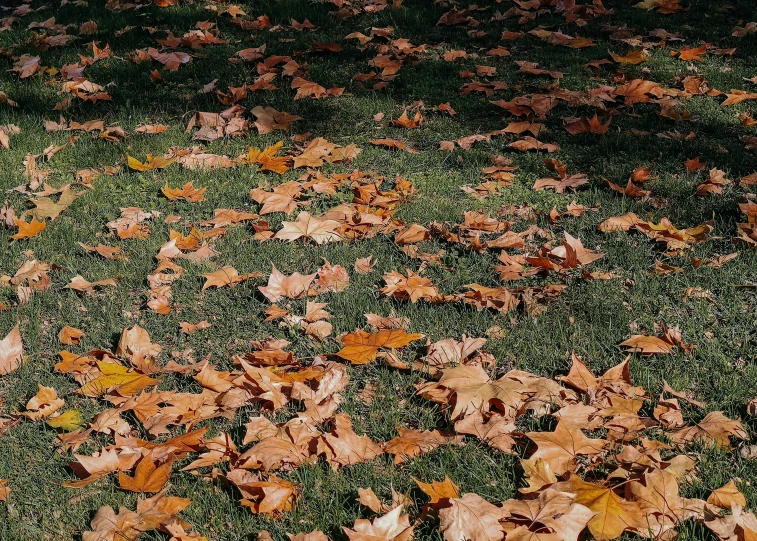 a fire hydrant and some leaves on the grass