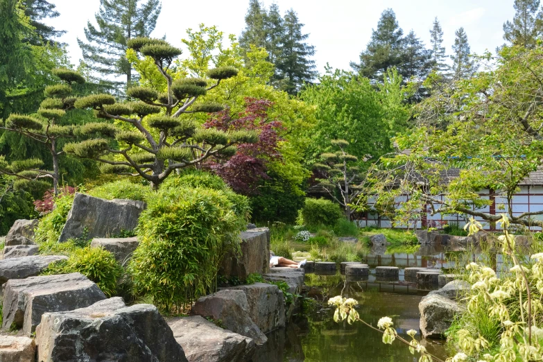 some very pretty looking trees and water in a garden