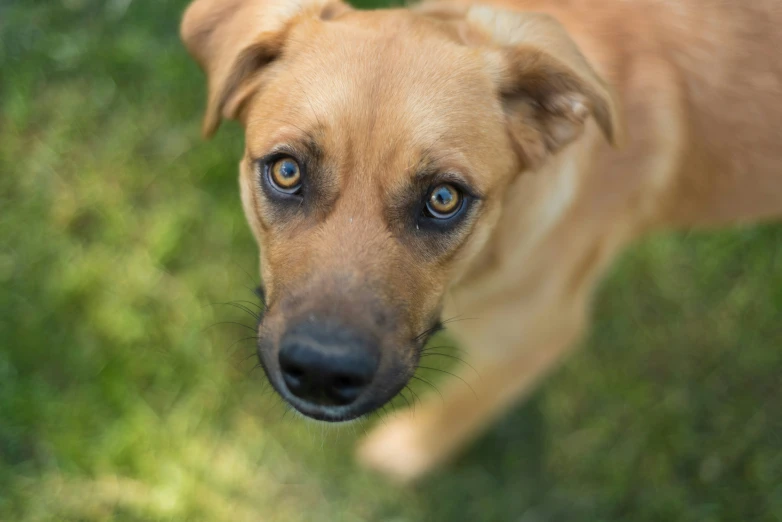 a dog looking up at the camera while standing on a field