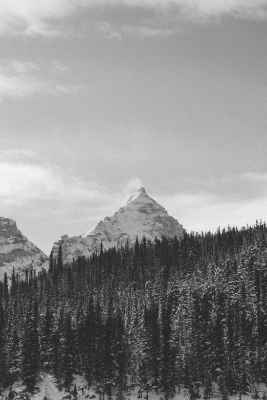 some mountains are behind some trees in a black and white po