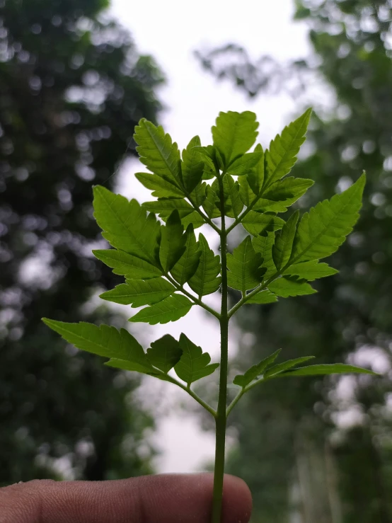 hand holding a green leafy plant with lots of foliage