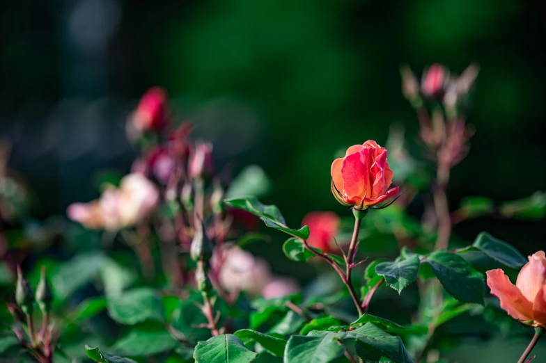 a picture of some pretty flowers that are blooming