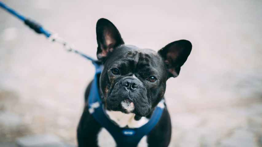 a black dog standing on top of a sidewalk