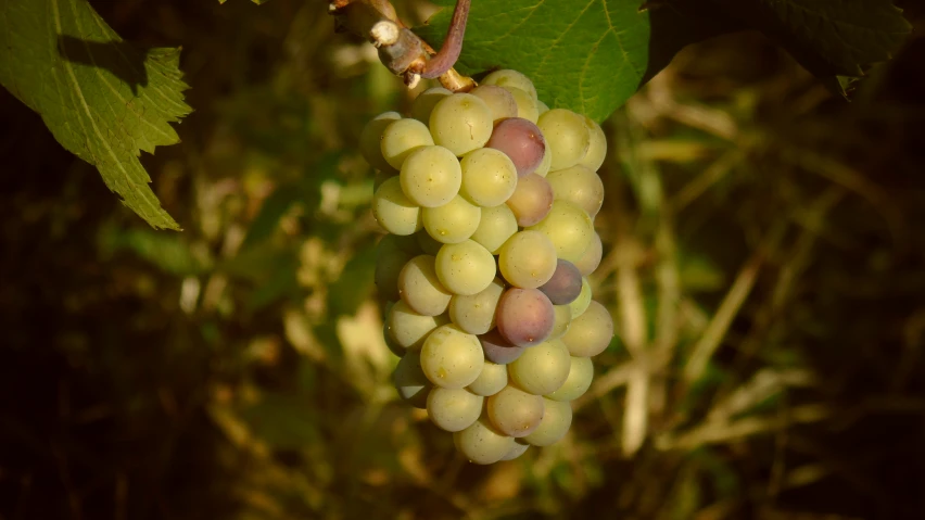 a bunch of green gs hanging from a vine