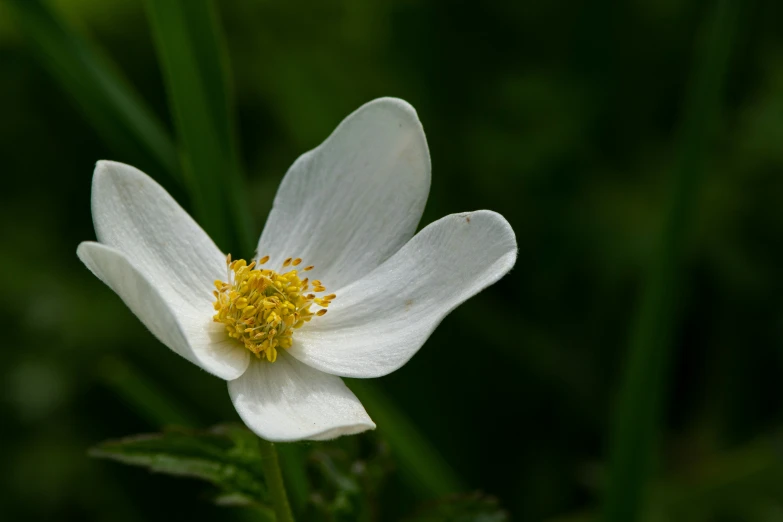 a closeup of a white flower with a yellow stamen