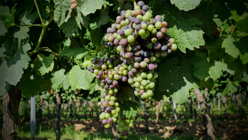purple gs grow on the vine in a green orchard