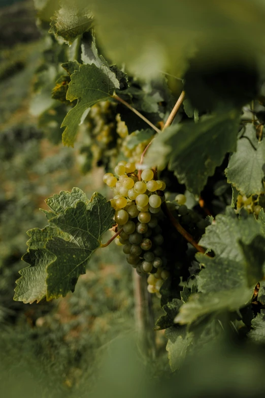 closeup of the green stems on a gs tree