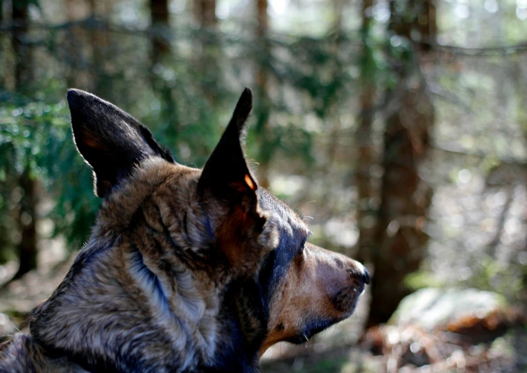 a dog looking up with forest behind it