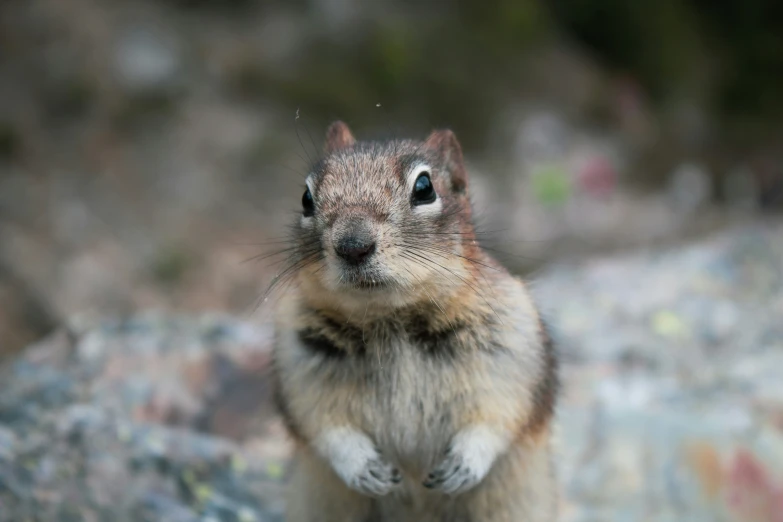 the squirrel is looking away with one eye open