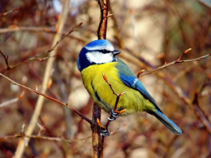 a blue and green bird sitting on a tree limb