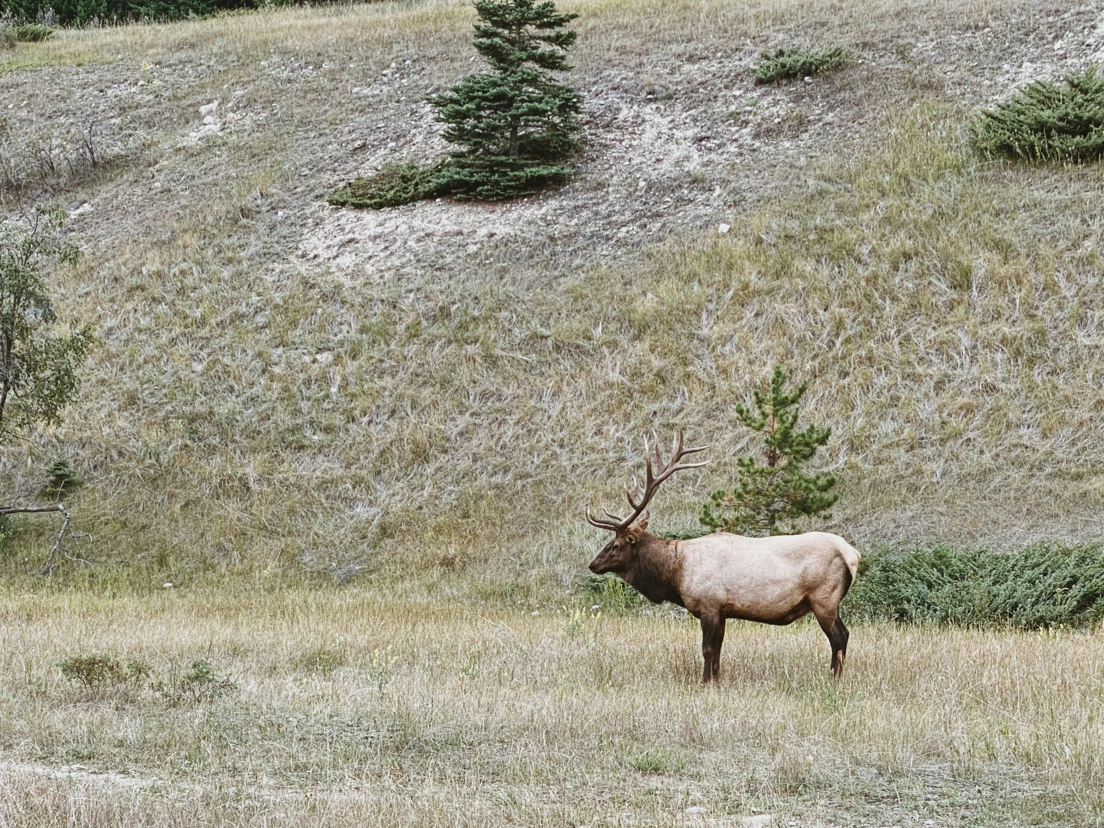 an elk standing in the grass on a hill