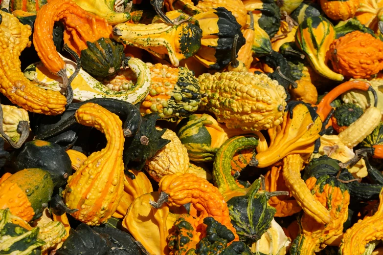 lots of dried gourds and squash on display