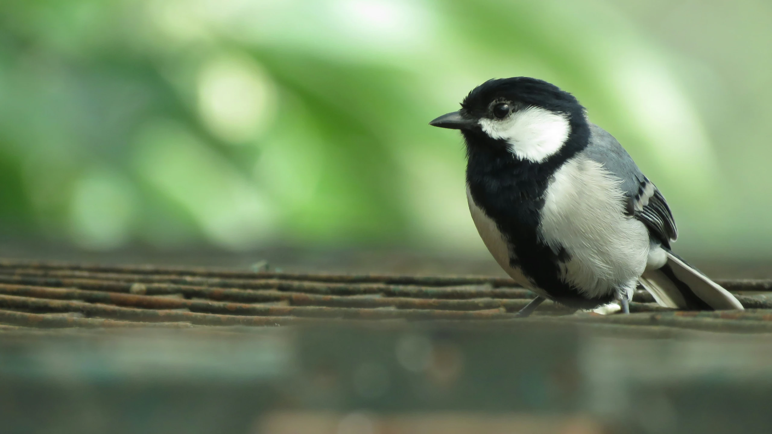 a black and white bird standing on a wooden surface