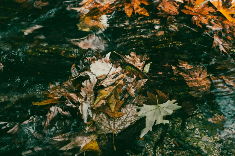 an autumn leaf on the ground near a stream