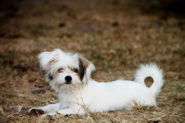 a white and gray dog laying on top of grass