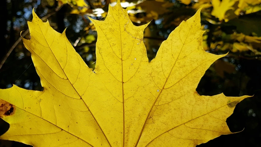 an yellow leaf rests in front of trees