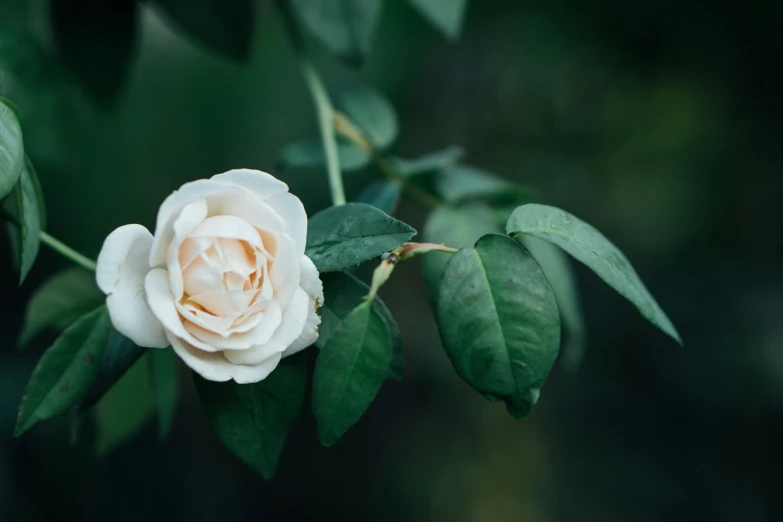 an white rose on top of some green leaves