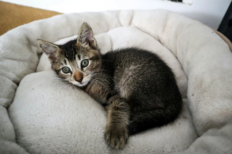 small tabby cat curled up in the pet bed